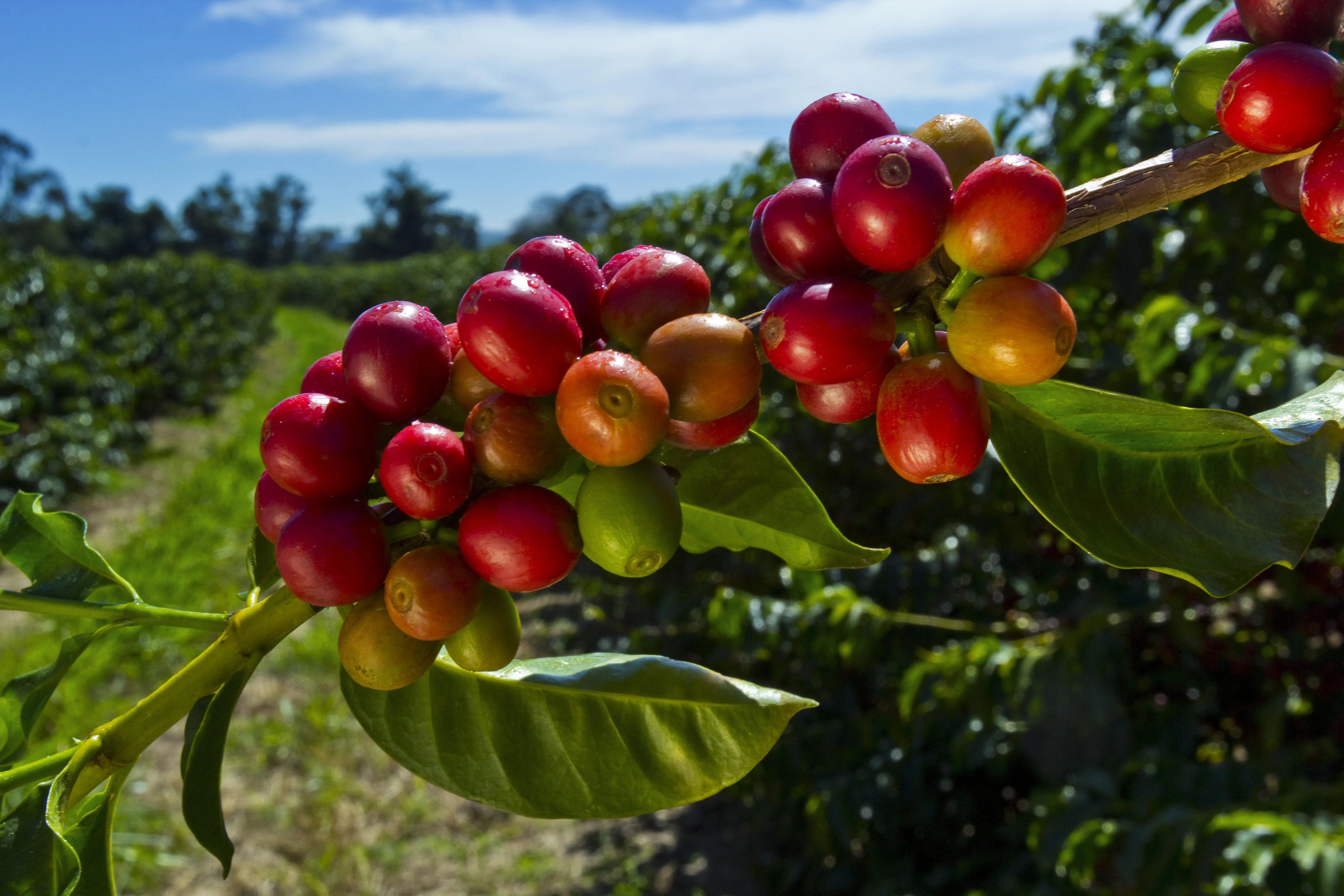 Cerezas maduras de café en la rama, listas para una cosecha selectiva