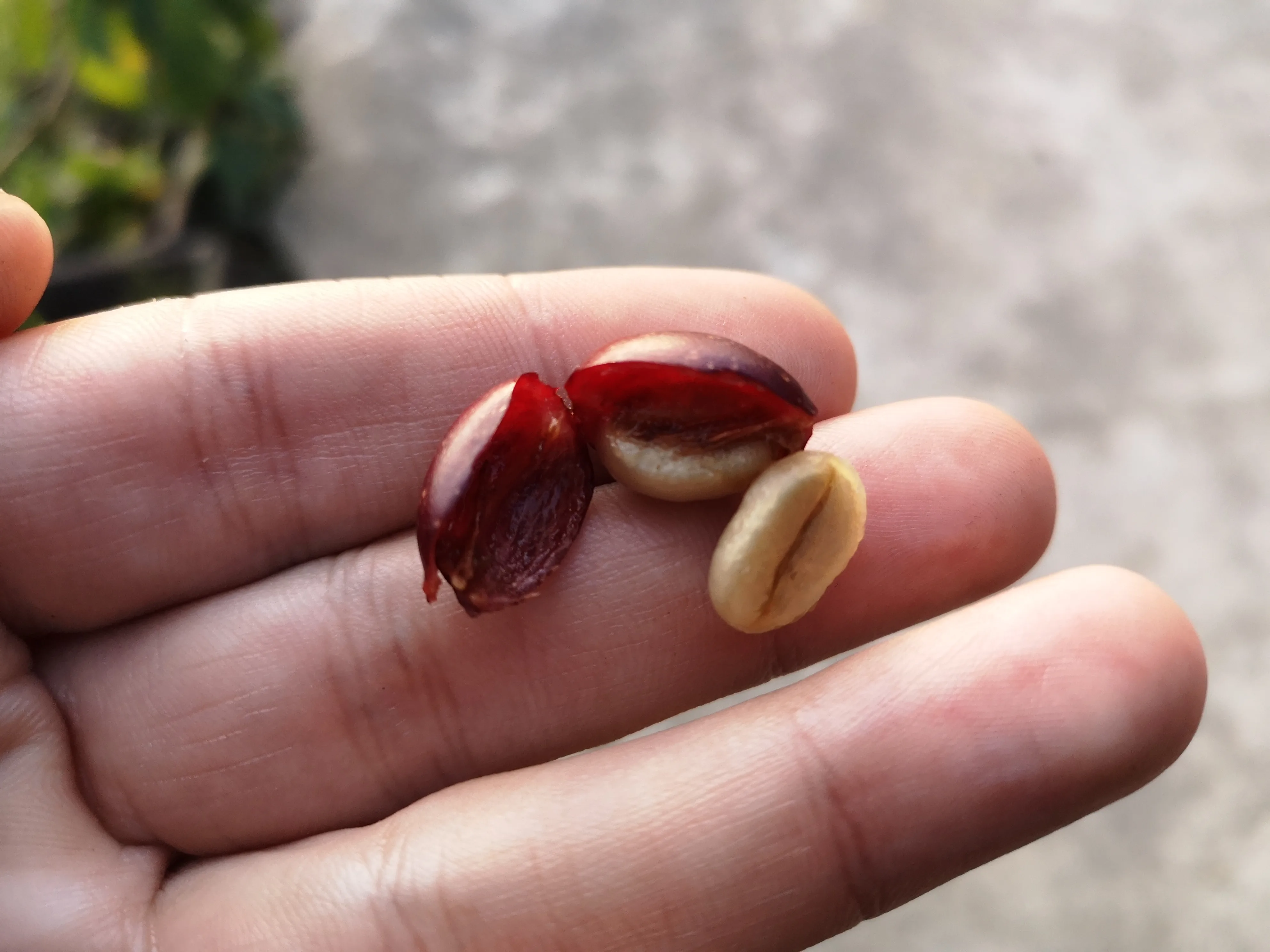 Cereza de café arábica abierta mostrando sus dos semillas