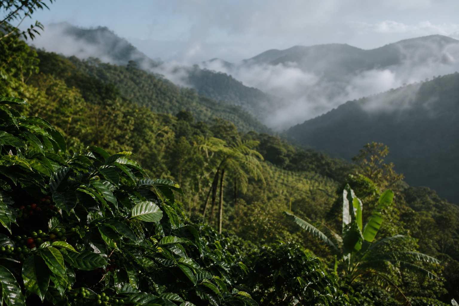 Plantación de café en Adjuntas con hojas verdes, neblina y montañas de Puerto Rico